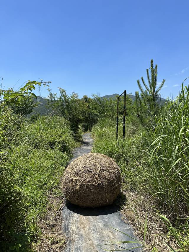 부산 기장군 정관읍 두명마을 밖_앝에서 열리고 있는 기획전 '공생물성' 전시 모습. 사진은 오미자 그룹의 '共 굴리기'. 김은영 기자