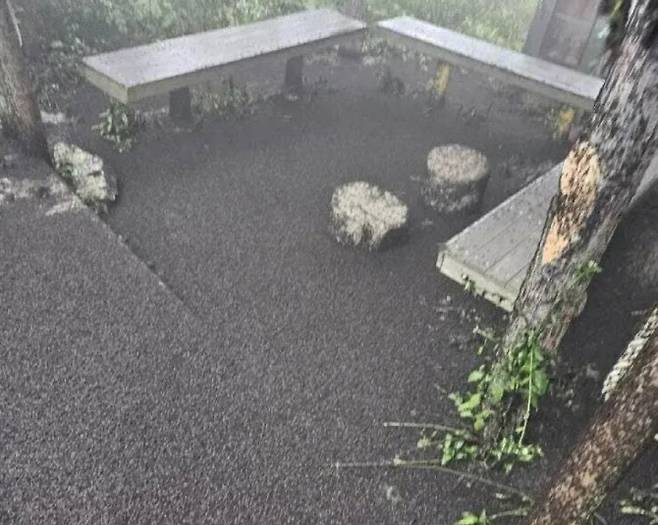 인천 계양산에서 바닥을 시커멓게 뒤덮은 러브버그. X 갈무리