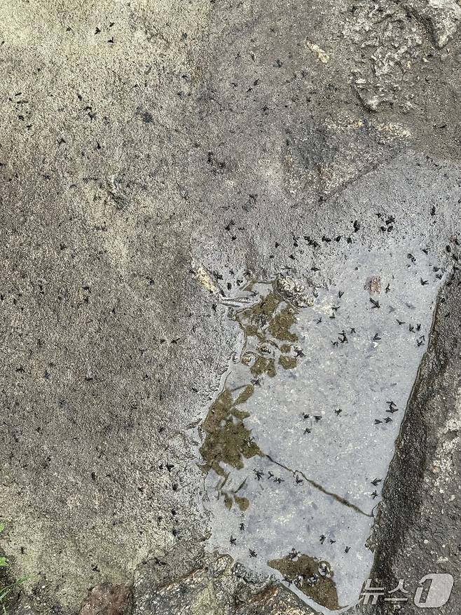 2일 오전 서울 관악구 관악산의 한 바위에 러브버그가 출몰한 모습. 2025.07.02/ ⓒ 뉴스1 권준언 기자