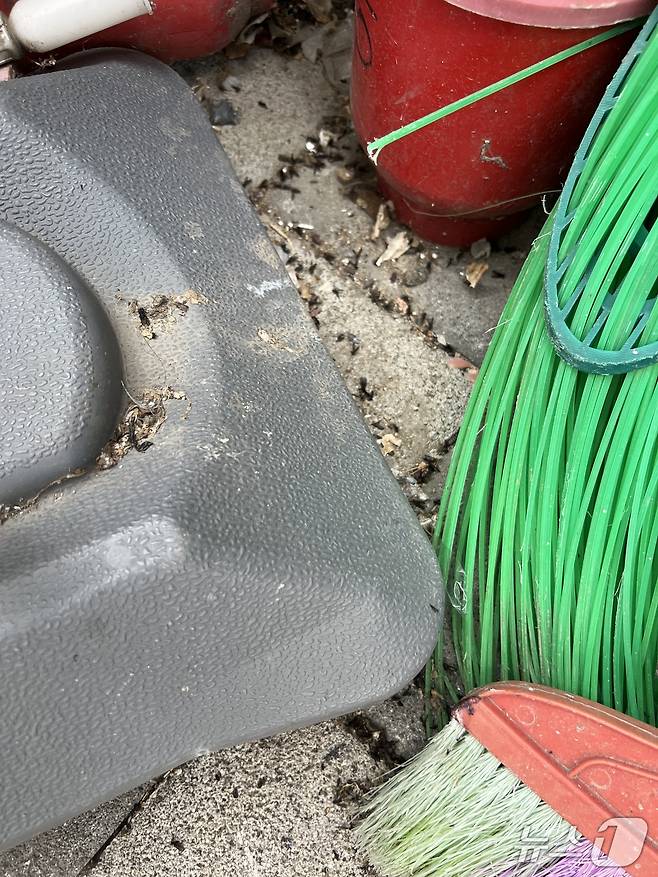 2일 오후 서울 은평구 대조시장 한 켠에 러브버그 사체가 널브러져 있다. 2025.07.02/ ⓒ 뉴스1 심서현 기자