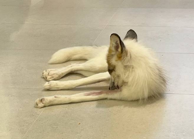 피부병 증상을 보이는 붉은여우. 병변이 발생한 부분을 반복적으로 핥는 모습이 관찰됐다(어웨어 제공). ⓒ 뉴스1