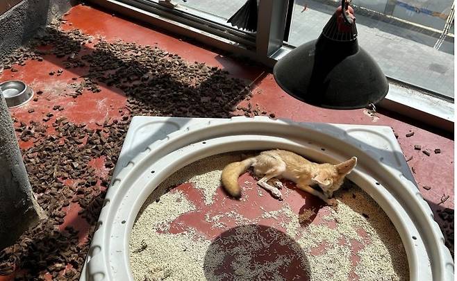 몸을 피할 수 있는 은신처와 직사광선을 회피할 수 있는 그늘이 제공되지 않은 사막여우 사육장(어웨어 제공) ⓒ 뉴스1