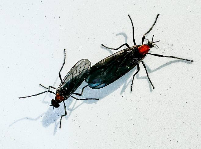 서울 도심에 출몰한 러브버그의 모습. /뉴스1