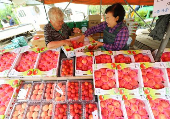 대청호 복숭아 작목반에서 수확한 다양한 제철 복숭아들. 사비나, 신비, 양하비, 우환도 등 품종별로 수확 시기가 달라 6월부터 9월까지 매주 다른 맛과 식감을 즐길 수 있다. 일교차 큰 대청호 인근 청정 환경에서 자라 높은 당도와 신선도를 자랑한다. 김영태 기자