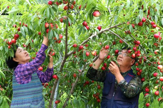 대전 동구 효평동 오손농장에서 오우석(53) 대청호 복숭아 작목반장(오른쪽)과 작목반 회원이 신비복숭아를 정성스럽게 수확하고 있다. 청정 자연과 큰 일교차 덕분에 당도와 식감이 뛰어난 대청호 복숭아는 여름철 대표 특산물로 사랑받고 있다. 김영태 기자