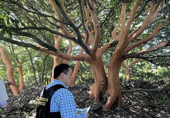 제주특별자치도 자치경찰단