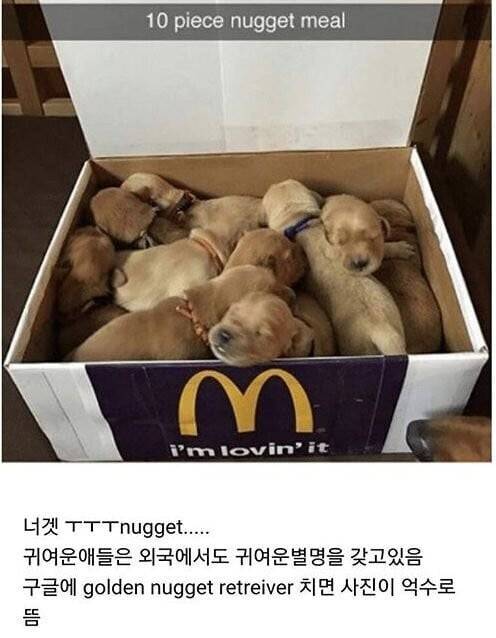 Internet_20230917_110226_2.jpeg 골댕이 \'인절미\'의 영어권 별명 ㄷㄷ..jpg 골댕이 \'인절미\'의 영어권 별명 ㄷㄷ..jpg