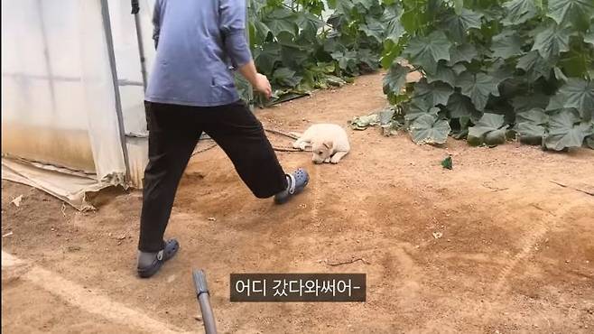 singlebungle1472-20250702-074237-002.jpg 시골 댕댕이들이 살찌는 이유