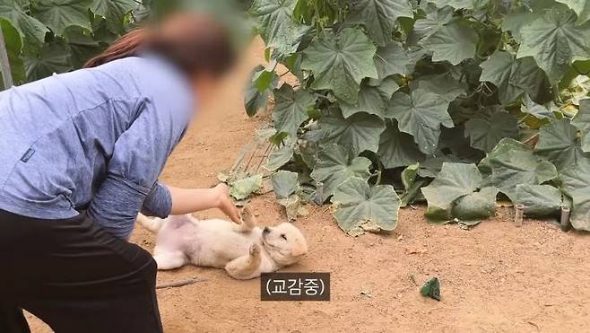 singlebungle1472-20250702-074238-003.jpg 시골 댕댕이들이 살찌는 이유