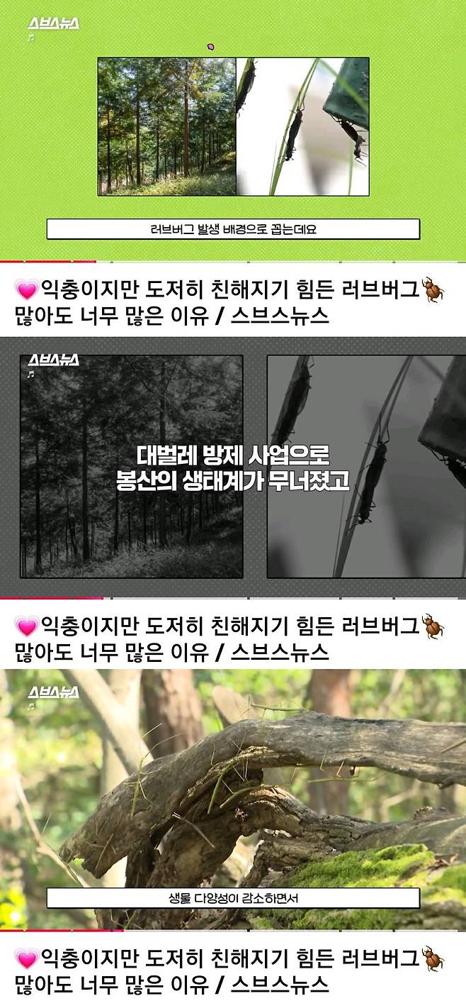 환경단체 러브버그 방역 반대하는 이유.