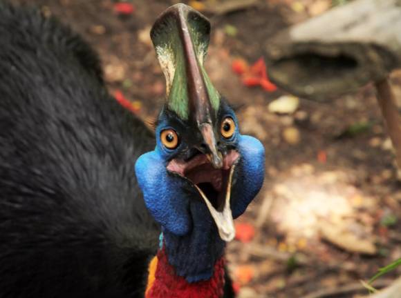 전문가들은 입을 모아 야생동물과의 접촉을 피해야 한다고 조언했다. 사진은 화식조. [사진=tamansafari @Adithya Amirajab]