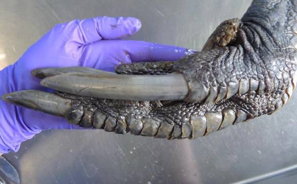 호주에서 '살상 맹조'로 불리는 화식조 두 마리가 엄마와 아이를 집 현관까지 추격하는 아찔한 장면이 포착됐다. 사진은 화식조 발톱. [사진=Courtesy of Sarah Davis]