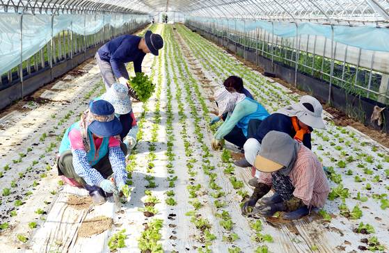 지난달 30일 충북 청주시 흥덕구 정봉동에 있는 농장에서 주부와 퇴직자로 구성된 도시 농부 사업 참가자들이 상추 모종을 심고 있다. 김성태 객원기자