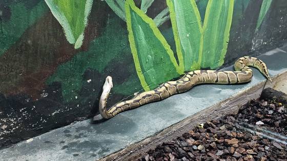 A bull python that received treatment for its jaws looks up at a facility in Uchi Zoo in Buk District, Gwangju on June 28. [JEONG EUN-HYE]