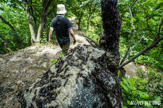 일명 러브버그로 불리는 붉은등우단털파리가 전국 곳곳에서 대거 출몰하고 있는 6월30일, 인천 계양산에 떼 지어 앉아 있다. 유희태 기자&nbsp;