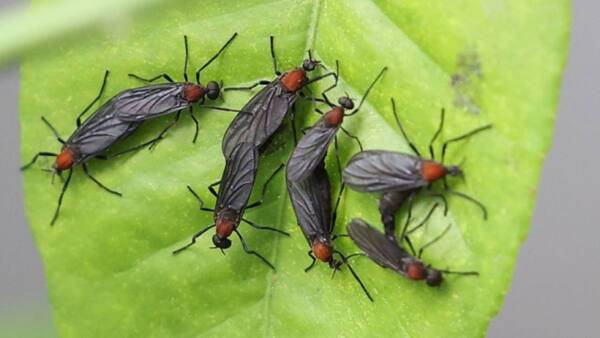 '붉은등우단털파리(러브버그)'. 연합뉴스