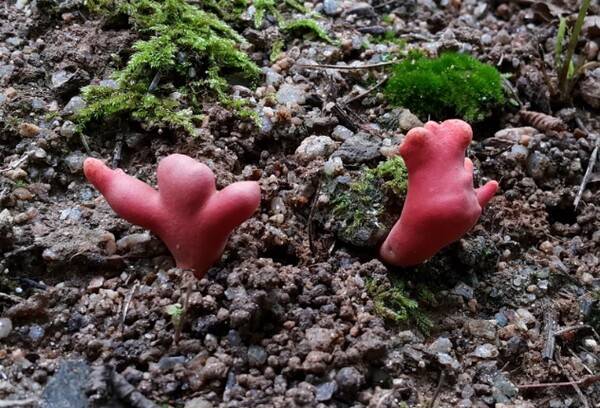 ▲ 붉은사슴뿔버섯. 사진=국립생물자원관