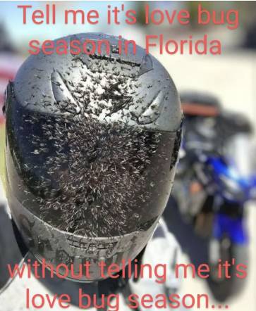 플로리다의 러브버그 관련 밈 [출처=레딧]