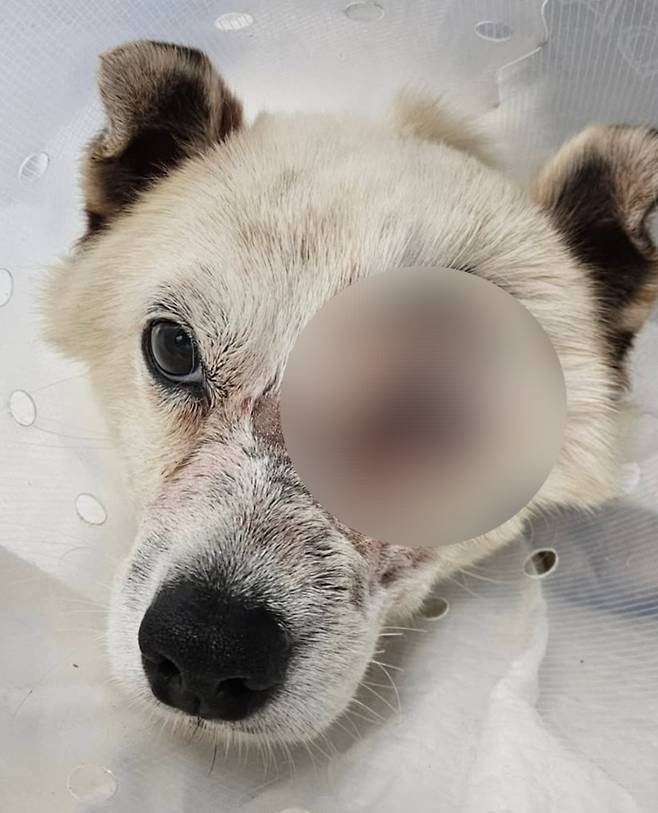 안구 적출 수술을 받은 매화 [출처:비글구조네트워크]