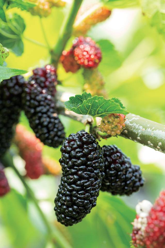 특유의 검붉은 빛깔을 띠며 익어가는 부안 오디.