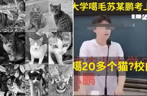중국 화중농업대학 캠퍼스에 살던 길고양이들(왼쪽)과 이 동물들을 학대해 살해한 의혹이 있는 남성 수 모 씨. 출처=웨이보·유튜브