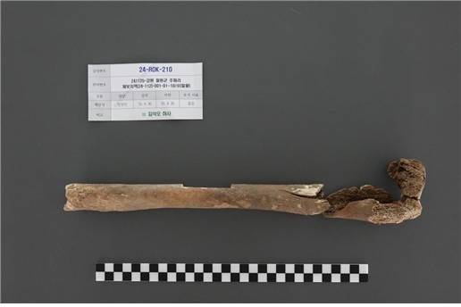 김석오 하사의 유해(우측 허벅지뼈) [국방부 유해발굴감식단 제공, 재판매 및 DB 금지] 2025.7.2