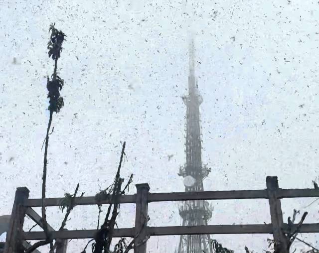 지난달 29일 오전 인천시 계양구 계양산 정상에서 ‘러브버그’로 알려진 붉은등우단털파리가 날아다니고 있다. 연합뉴스