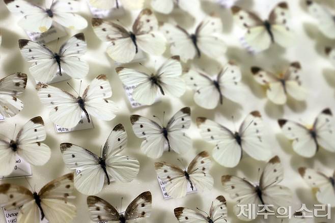 제주민속자연사박물관 소장 배추흰나비 표본. 석주명은 배추흰나비 16만7847마리의 표본을 조사했다. 날개 길이와 무늬에 차이가 나는 개체변이 현상을 밝히고 정규분포곡선을 작성한 바 있다. ⓒ제주의소리
