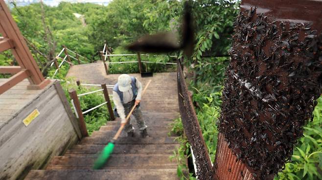 인천 계양구 계양산 정상에 붉은등우단털파리(러브버그) 무리가 대량 출몰한 가운데 계양구청 공원녹지과 산림보호팀 관계자들이 방역 작업을 하고 있다. /뉴스1