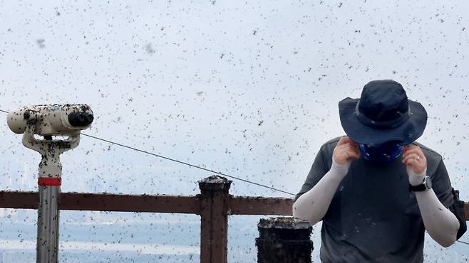 [인천=뉴시스] 전진환 기자 = 지난달 30일 오전 인천 계양구 계양산 정상에서 러브버그(붉은등우단털파리) 무리가 등산로와 등산객들에게 들러붙으며 불쾌감을 주고있다. 2025.06.30. amin2@newsis.com /사진=뉴시스