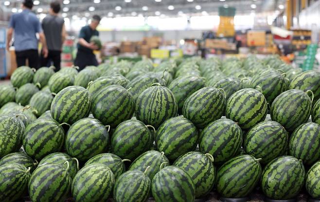 인천 남동구 남촌농산물도매시장에서 상인들이 여름 제철 과일인 수박 선별 작업을 하고 있다. 뉴시스