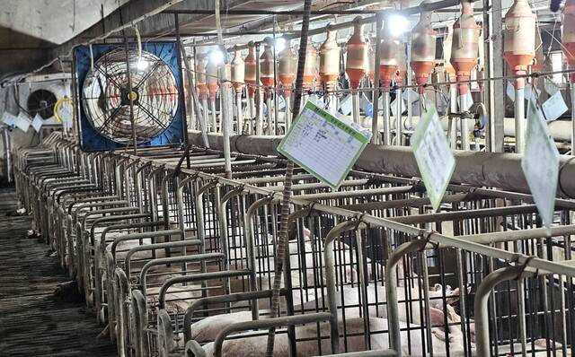 3일 전남 장성 성산종돈장 축사에 축사 온도를 낮추려고 에어컨을 가동하고 있다. 성산종돈장 제공