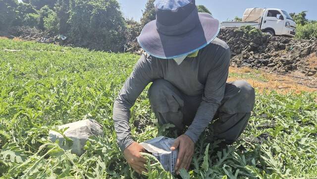 폭염특보가 내린 3일 하성엽 애월농협 공동선별출하회장이 제주시 애월읍 신엄리의 밭에서 수박을 신문지로 감싸고 있다. 서보미 기자