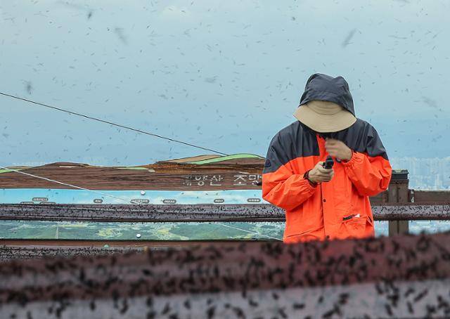지난달 30일 인천 계양구 계양산 정상이 러브버그(붉은등우단털파리)로 뒤덮여 있는 가운데, 한 등산객이 모자를 눌러쓴 채 손에 쥔 장비를 보고 있다. 뉴스1