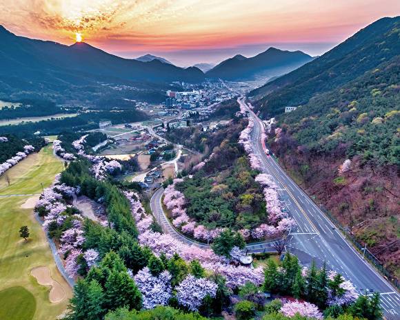 부곡온천 벚꽃길 전경. [사진=경남 창녕군]