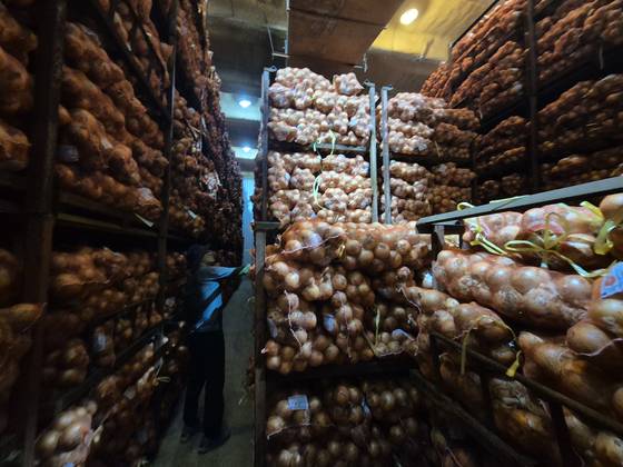 지난 1일 전남 무안군 현경면 전남서남부채소농협 저온저장고 내부에 양파가 가득 쌓여있다. 황희규 기자.
