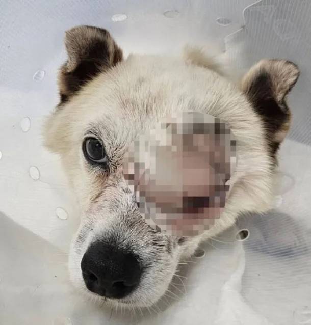 비비탄 난사에 실명된 눈을 적출한 개 매화 모습. /사진=비글구조네트워크