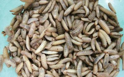 동애등에 유충.[국립농업과학원 홈페이지 갈무리]