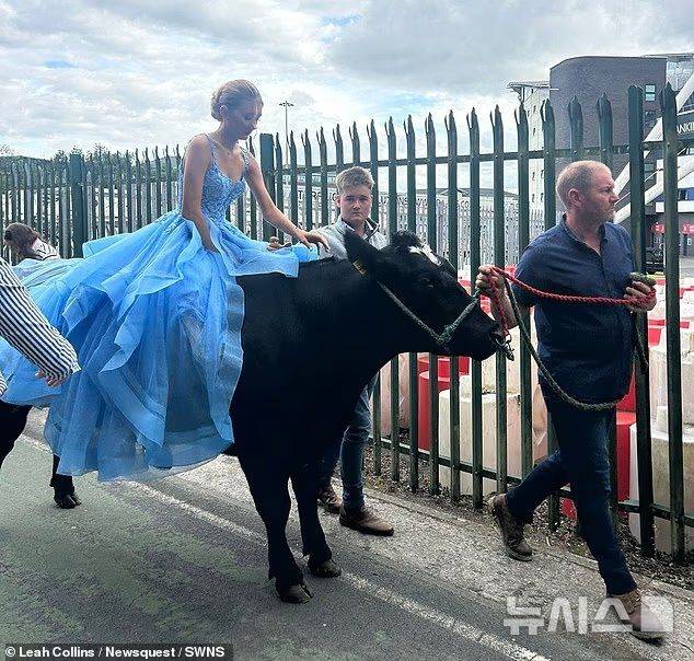 [서울=뉴시스] 파란색 드레스를 입은 여학생이 소를 타고 파티에 가고 있다.