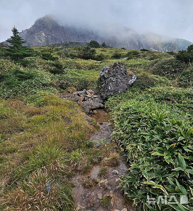 [제주=뉴시스] 임재영 기자= 지난달 28일 한라산국립공원 남벽분깃점으로 향하는 탐방로 인근 '제2방아샘'에서 물이 계속 흘러내리고 있다. 2025.07.03. ijy788@newsis.com