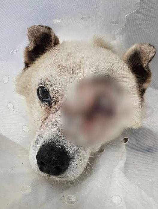 [서울=뉴시스] 현역 해병대원과 민간인이 쏜 수백 발의 비비탄을 맞은 개 '매화'가 실명돼 안구 적출 수술을 받았다. (사진 = '비글구조네트워크' 인스타그램 캡처) 2025.07.03. *재판매 및 DB 금지