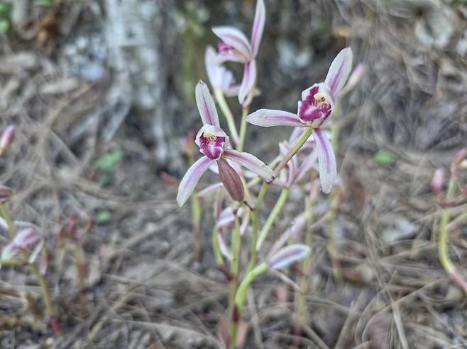 [구례=뉴시스] 지리산국립공원 자생지에 멸종위기야생생물 2급 '대흥란'이 피어있다. (사진=전남사무소 제공) 2025.07.03. photo@newsis.com *재판매 및 DB 금지