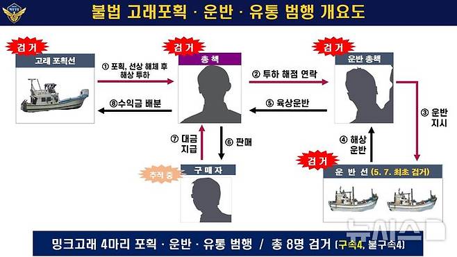 [포항=뉴시스] 안병철 기자 = 경북 동해안 일대에서 밍크고래 4마리를 불법 포획·유통한 일당 8명이 검거됐다.(사진=포항해양경찰서 제공) 2025.07.03. photo@newsis.com