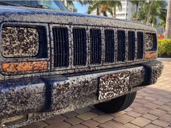 차 전면부에 붙어있는 러브버그. 연합뉴스