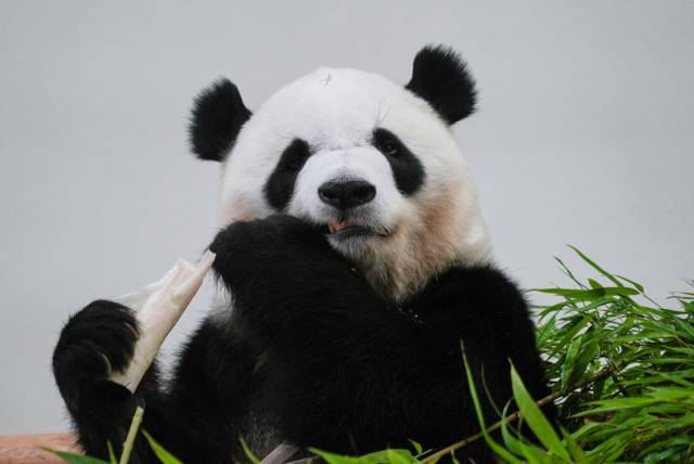 어드벤처 월드에 있던 판다 사이힌. AP연합뉴스