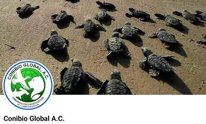 멕시코 환경보호단체 '코니비오 글로발' 페이스북 게시물 [ 코니비오 글로발 페이스북 캡처. 재판매 및 DB 금지]