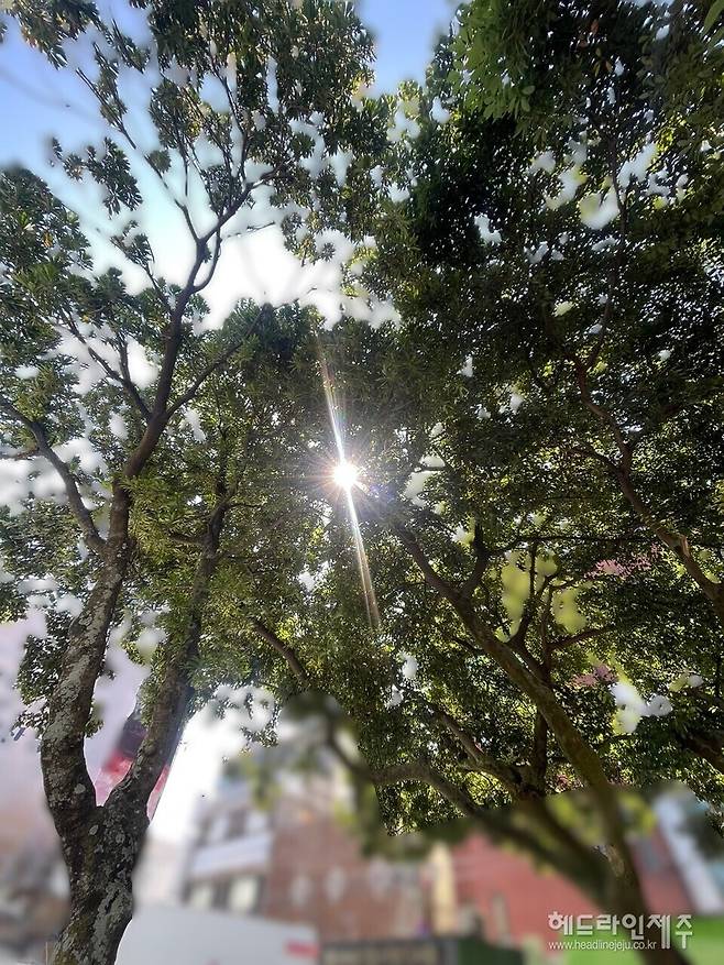 지구온난화로 인한 기후 위기 문제가 갈수록 심화되면서, 제주지역 농업과 수산업이 위기를 맞고 있다. 올 여름 장마가 이례적으로 15일만에 종료된 가운데, 폭염과 열대야는 장기화될 것으로 예고되면서 1차산업에서 많은 피해가 우려되고 있다.ⓒ헤드라인제주