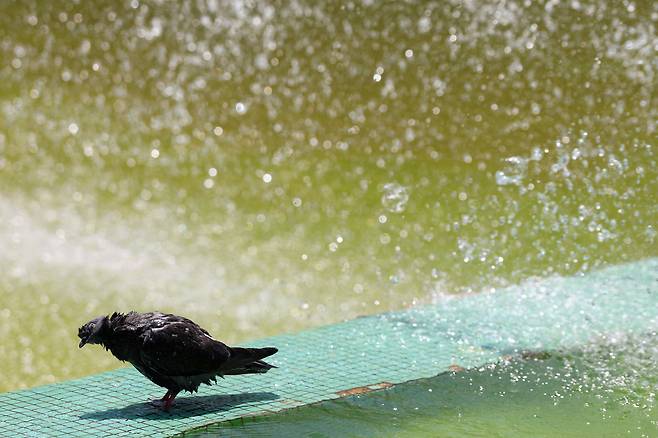 폭염이 프랑스를 강타한 지난 7월 2일  마르세유의 한 분수대에서 비둘기가 더위를 식히고 있다./로이터 연합뉴스