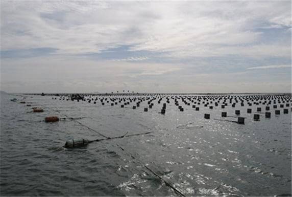 낙동강 하구 김 양식장 전경./부산시 제공