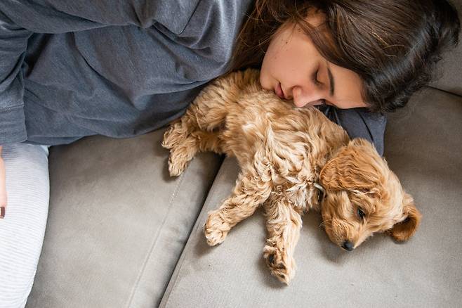 반려견과 침대를 함께 쓰는 습관은 심리적 안정에 도움을 줄 수 있지만, 수면의 질을 떨어뜨리거나 행동 문제로 이어질 수도 있다는 지적이 나왔다. 전문가들은 동침 여부는 개인의 상황에 맞게 선택하되, 훈련과 위생 관리가 선행돼야 한다고 조언했다. 게티이미지